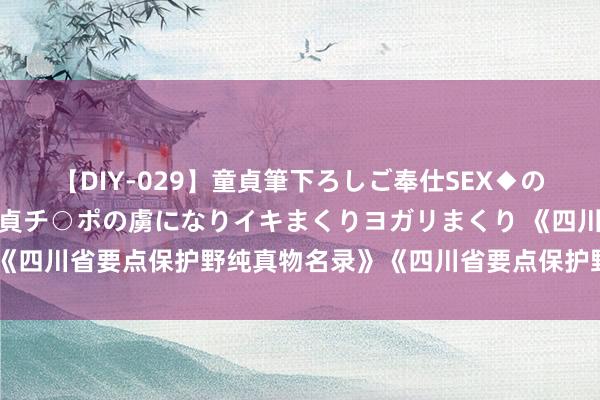 【DIY-029】童貞筆下ろしご奉仕SEX◆のはずが媚薬で一転！！童貞チ○ポの虜になりイキまくりヨガリまくり 《四川省要点保护野纯真物名录》《四川省要点保护野生植物名录》公布